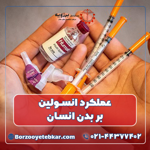 عملکرد انسولین بر بدن انسان