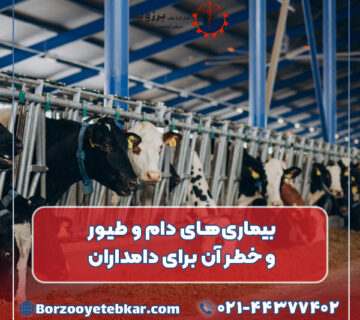 بیماری های دام و طیور و خطر آن برای دامداران
